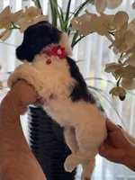 Mandy, a female Goldendoodle for sale in Kissimmee, FL – Photo 5 of 6