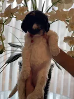 Mandy, a female Goldendoodle for sale in Kissimmee, FL – Photo 1 of 6