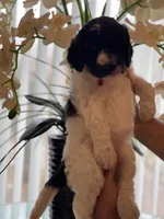 Mandy, a female Goldendoodle for sale in Kissimmee, FL – Photo 4 of 6