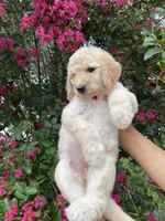 Lily, a female Goldendoodle for sale in Kissimmee, FL – 4 of 8