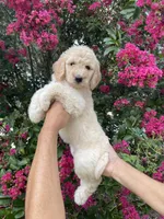 Lily, a female Goldendoodle for sale in Kissimmee, FL – 5 of 8