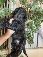 Samson , a male Goldendoodle for sale in Kissimmee, FL – 3 of 10