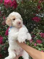 Charlie , a male Goldendoodle for sale in Kissimmee, FL – 1 of 7