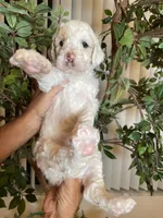Charlie , a male Goldendoodle for sale in Kissimmee, FL – 5 of 8