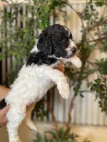 Bruno , a male Goldendoodle for sale in Kissimmee, FL – 2 of 6