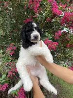 Rex, a male Goldendoodle for sale in Kissimmee, FL – 7 of 8