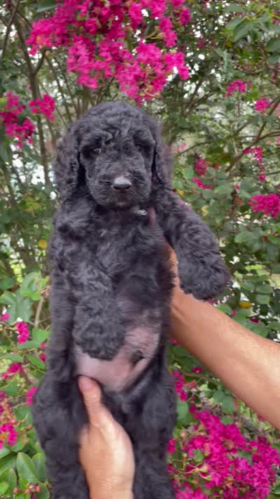 Sam, a male Goldendoodle for sale in Kissimmee, FL – 10 of 10