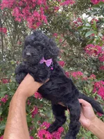 Rocco, a male Goldendoodle for sale in Kissimmee, FL – 7 of 8