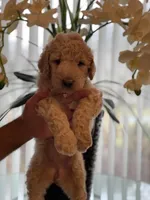 Sandy , a female Goldendoodle for sale in Kissimmee, FL – Photo 2 of 6