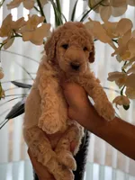 Sandy , a female Goldendoodle for sale in Kissimmee, FL – Photo 5 of 6