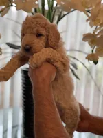Sandy , a female Goldendoodle for sale in Kissimmee, FL – Photo 1 of 6