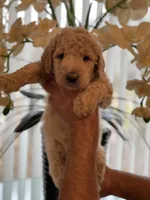 Sandy , a female Goldendoodle for sale in Kissimmee, FL – Photo 4 of 6