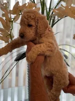 Sandy , a female Goldendoodle for sale in Kissimmee, FL – Photo 6 of 6