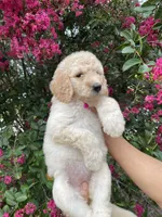 Lily, a female Goldendoodle for sale in Kissimmee, FL – 2 of 8
