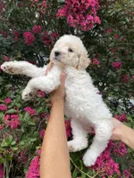 Daisy , a female Goldendoodle for sale in Kissimmee, FL – 8 of 10