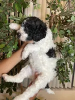 Bruno , a male Goldendoodle for sale in Kissimmee, FL – 3 of 6