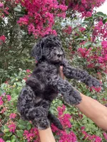 Bear, a male Goldendoodle for sale in Kissimmee, FL – 6 of 7