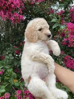 Lily, a female Goldendoodle for sale in Kissimmee, FL – 7 of 8