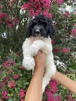 Oliver , a male Goldendoodle for sale in Kissimmee, FL – 6 of 9