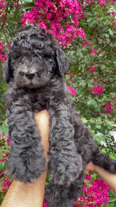 Bear, a male Goldendoodle for sale in Kissimmee, FL – 7 of 7