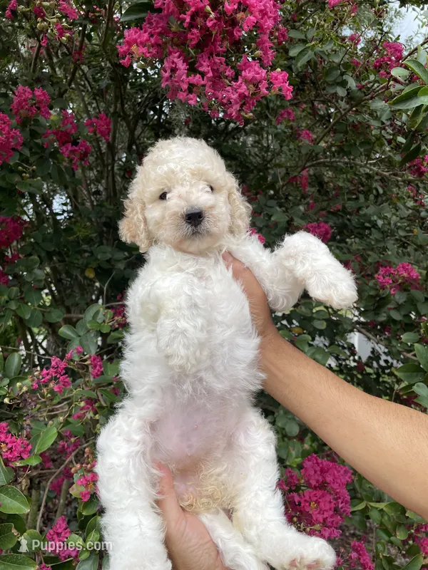 Daisy  – Goldendoodle puppy for sale in Kissimmee, FL