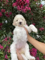 Daisy , a female Goldendoodle for sale in Kissimmee, FL – 1 of 10