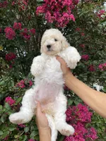 Daisy , a female Goldendoodle for sale in Kissimmee, FL – 3 of 10