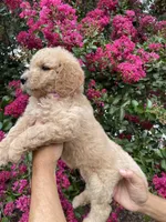 Sofie, a female Goldendoodle for sale in Kissimmee, FL – 6 of 8