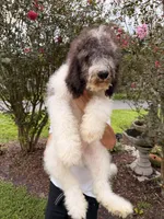 Champ , a male Goldendoodle for sale in Kissimmee, FL – 5 of 6