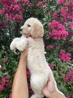 Lily, a female Goldendoodle for sale in Kissimmee, FL – 3 of 8