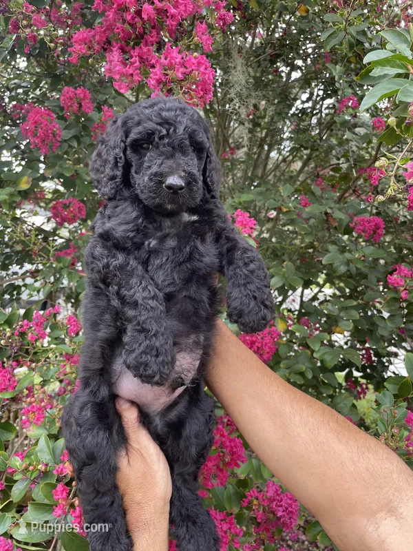 Sam – Goldendoodle puppy for sale in Kissimmee, FL
