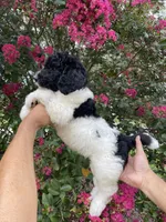 Oliver , a male Goldendoodle for sale in Kissimmee, FL – 1 of 9