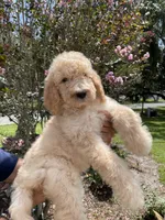 Mandy , a female Goldendoodle for sale in Kissimmee, FL – 2 of 3