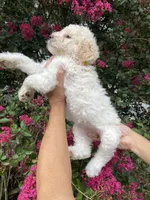 Daisy , a female Goldendoodle for sale in Kissimmee, FL – 9 of 10