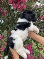 Max, a male Goldendoodle for sale in Kissimmee, FL – 4 of 6