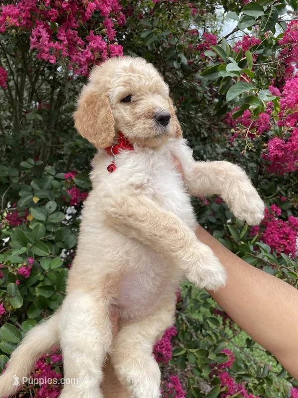 Mandy  – Goldendoodle puppy for sale in Kissimmee, FL