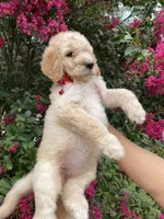 Mandy , a female Goldendoodle for sale in Kissimmee, FL – 1 of 7