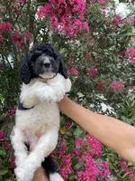 Oliver , a male Goldendoodle for sale in Kissimmee, FL – 5 of 9