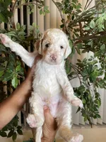 Charlie , a male Goldendoodle for sale in Kissimmee, FL – 1 of 8