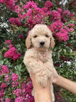 Sofie, a female Goldendoodle for sale in Kissimmee, FL – 7 of 8