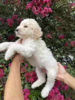 Daisy , a female Goldendoodle for sale in Kissimmee, FL – 2 of 10