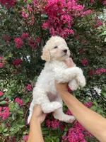Daisy , a female Goldendoodle for sale in Kissimmee, FL – 5 of 10
