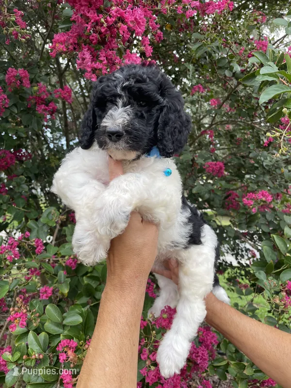 Max – Goldendoodle puppy for sale in Kissimmee, FL