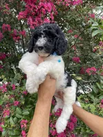 Max, a male Goldendoodle for sale in Kissimmee, FL – 1 of 6