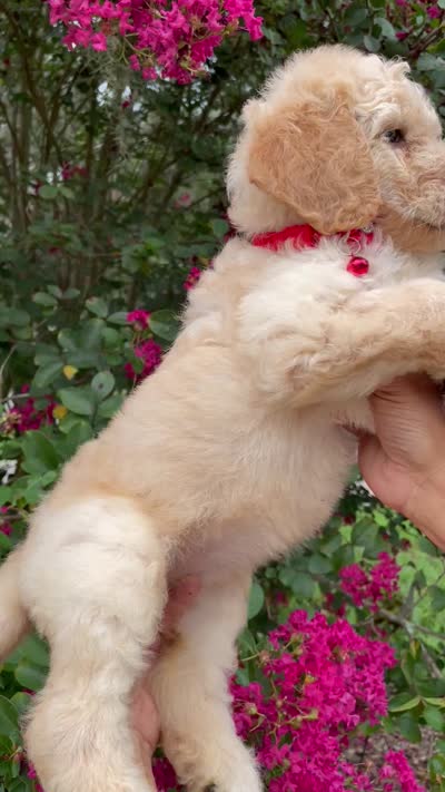 Mandy , a female Goldendoodle for sale in Kissimmee, FL – 7 of 7