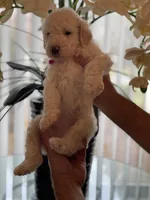 Cloe, a female Goldendoodle for sale in Kissimmee, FL – Photo 1 of 6