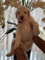 Cloe, a female Goldendoodle for sale in Kissimmee, FL – Photo 3 of 6