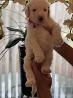 Cloe, a female Goldendoodle for sale in Kissimmee, FL – Photo 2 of 6