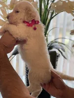 Cloe, a female Goldendoodle for sale in Kissimmee, FL – Photo 5 of 6