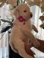 Cloe, a female Goldendoodle for sale in Kissimmee, FL – Photo 6 of 6